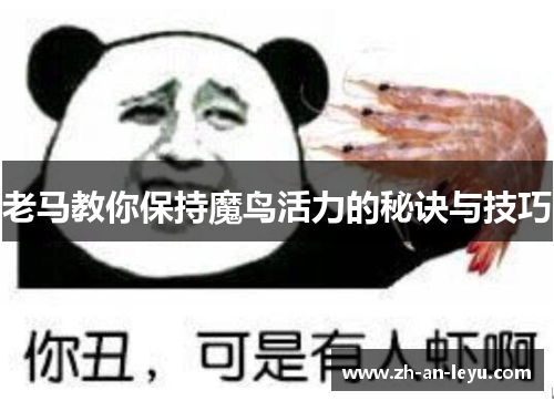 老马教你保持魔鸟活力的秘诀与技巧